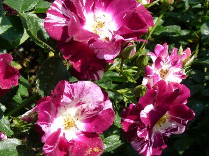 Rose_Purple_Splash_04