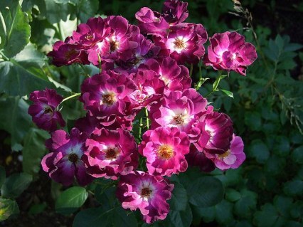 Троянда Роут 66 (Route 66) 