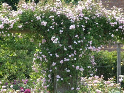 Rose_The_Albrighton_Rambler-05