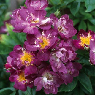 Rose_Veilchenblau_01