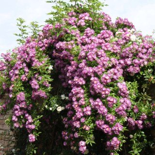 Rose_Veilchenblau_03