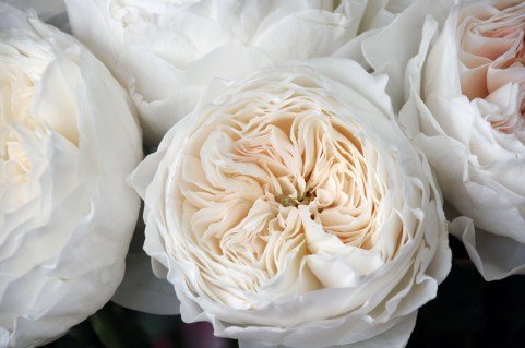 Rose_White_English_02