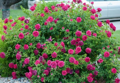 Rose_William_Szekspirdd1