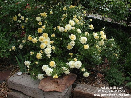 Троянда бордюрна Жовта Лялька (Yellow Doll)