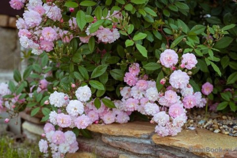 Rose_brise_parfum-04