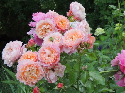 Троянда плетиста Толбіак (Rose de Tolbiac)