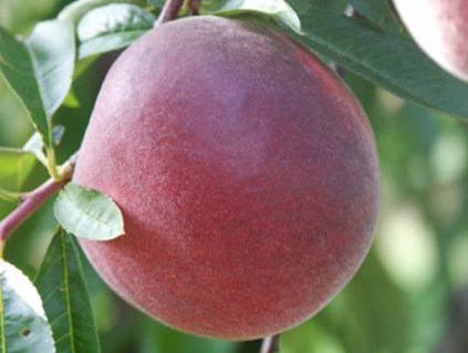 Персик Роял Лі (Royal Lee) [1-річний з відкритим коренем]