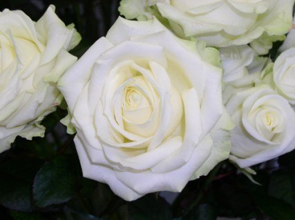 Roza-Avalanzh-Avalanche-3