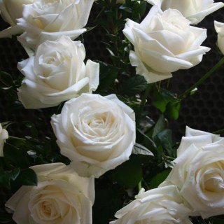 Roza-Avalanzh-Avalanche-4