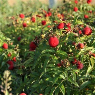 Rubus_illecebrosus_1