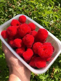 Rubus_illecebrosus_2