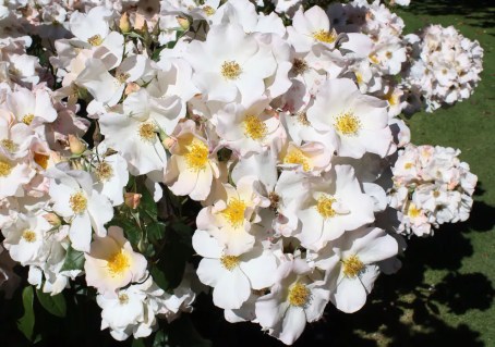 Роза Саллі Холмс (Sally Holmes) [контейнер 2л.]