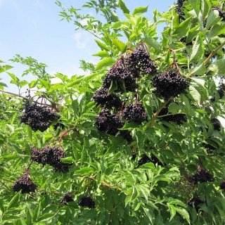 Бузина Хашберг (Haschberg)