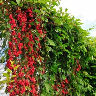 Schizandra-chinensis1-900x900