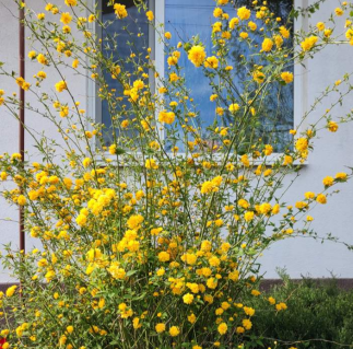 Керія японська махрова [2-річна з відкритим коренем]