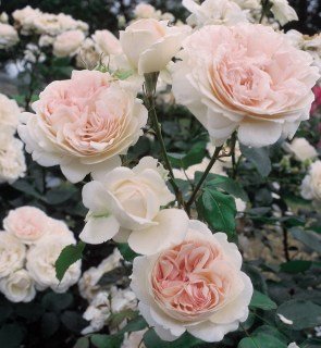 Троянда Себастьян Кнейп (Sebastian Kneipp)