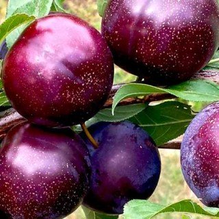 Слива Шарафуга (гибрид абрикос+ слива+ персик) [2-річна з відкритим коренем]