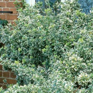 Бересклет Форчуна Сільвер Квін (Silver Queen)