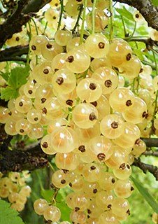 Біла смородина Сніжана [2-річна з відкритим коренем]