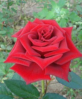 Троянда Софі Лорен (Sophia Loren) 