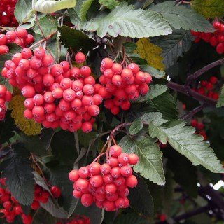 Sorbus-intermedia-01