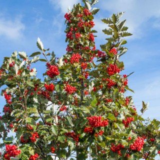 Горобина проміжна скандинавська/шведська (Sorbus intermedia) [150см, 3-річка, відкритий корінь] 