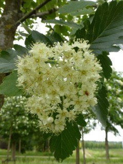 Sorbus-intermedia-07