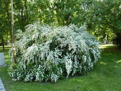Spiraea-vanhouttei1