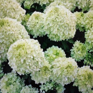 Гортензія волотиста Самер Бріз (Summer Breeze)