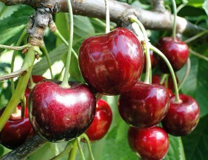 Черешня Світхарт (Swetheart) [2-річна з відкритим коренем]