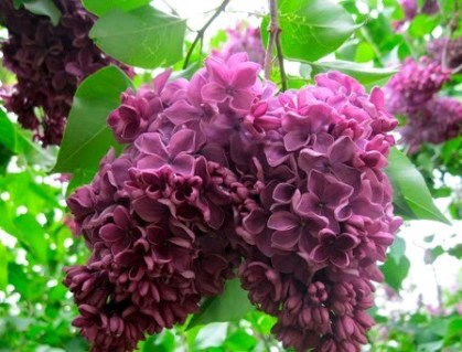 Бузок Маршал Жуков (Syringa vulgaris Marschal Zhukov)