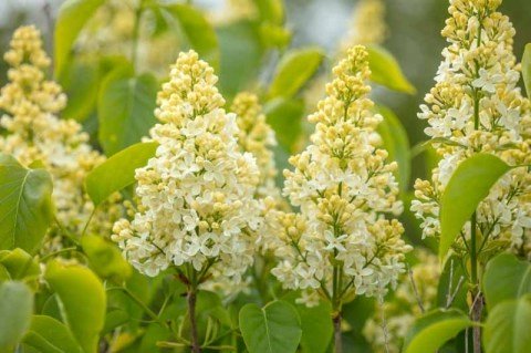 Syringa-Primrose-02