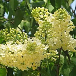 Syringa-Primrose-04