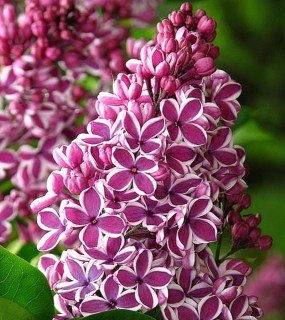 Syringa-Sensation-01