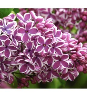Syringa-Sensation-02