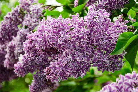 Syringa-Sensation-04