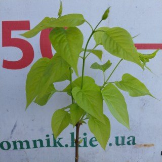 Syringa-vulgaris-Lesya-Ukrainka-02