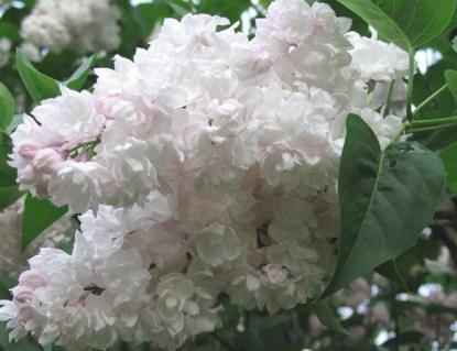 Бузок Леся Українка (Syringa vulgaris Lesya Ukrainka)