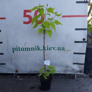 Syringa-vulgaris-Lesya-Ukrainka