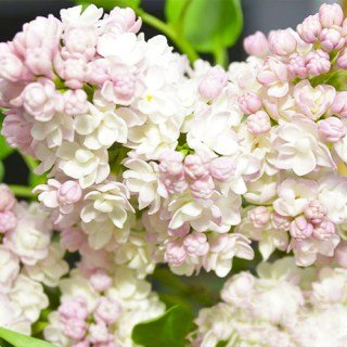 Бузок звичайний Карамель (Syringa vulgaris Karamel)