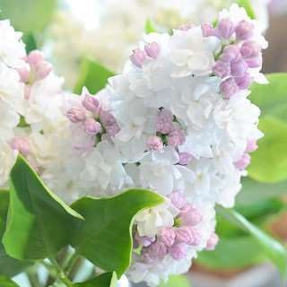 Syringa_vulgaris_Karamel_03