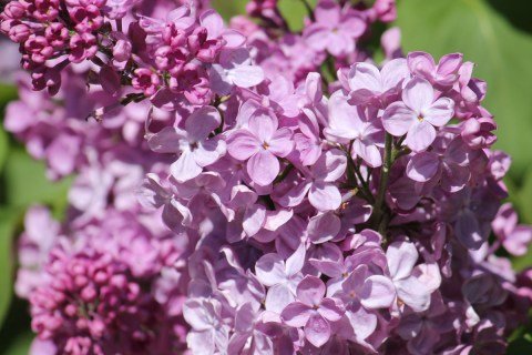 Syringa_vulgaris_Poltava_3