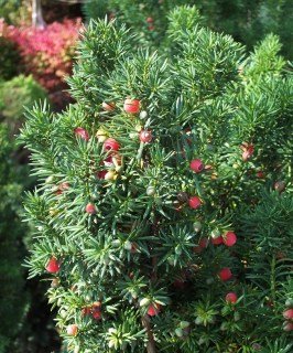 Тис Ягідний