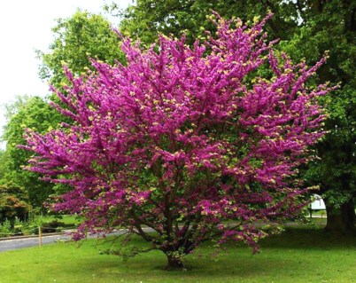 Церцис Канадський Пінк Пом Пом (Pink Pom Pom)