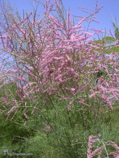 Тамарікс галузистий (Tamarix ramosissim) [50см, 2-річний з відкритим коренем]