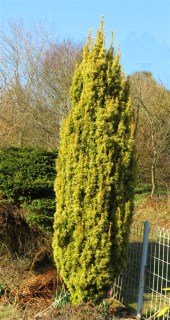 Тис ягідний Давід