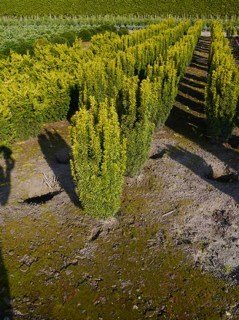 Taxus-baccata-David-04