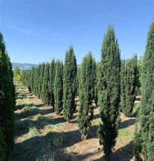 Taxus_baccata_Fastigiata_Robusta_02