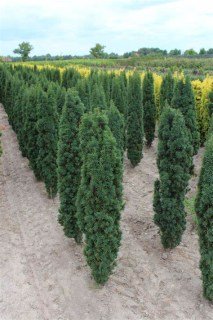 Taxus_baccata_Fastigiata_Robusta_04