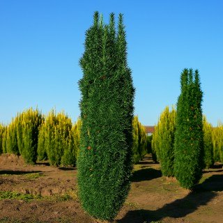 Тис ягідний Фастігіата Робуста (Taxus baccata Fastigiata Robusta)